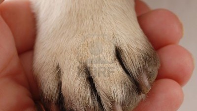 5728061-assistenza-veterinaria--persone-in-mano-di-zampa-di-cane