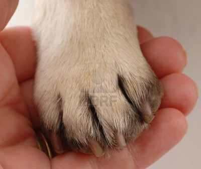 5728061-assistenza-veterinaria--persone-in-mano-di-zampa-di-cane