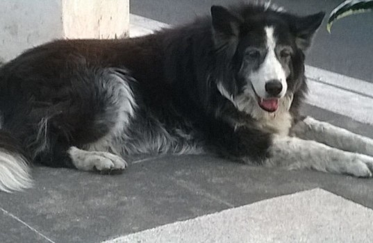 Stella-537x350