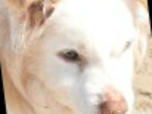 dylan