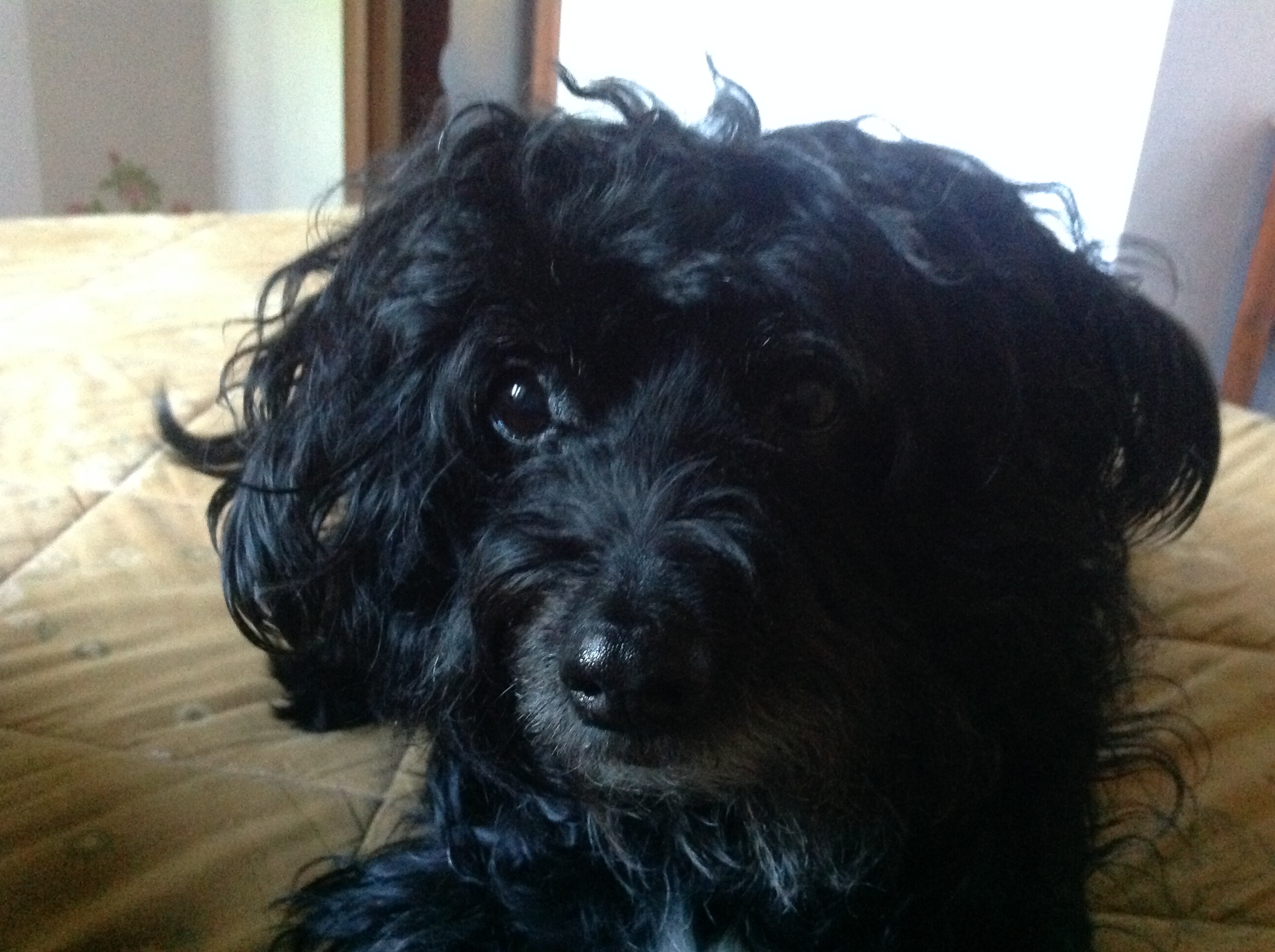 shelly2