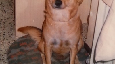 spilla