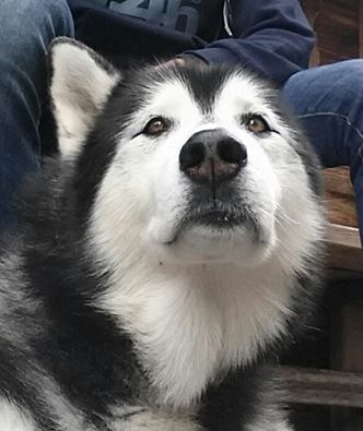 13346888_246808045692654_4069061479153053925_n