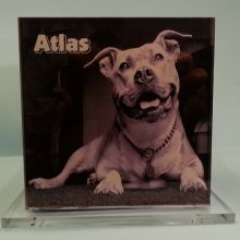 urna plexiglass