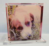 urna plexiglass